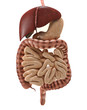Digestive System