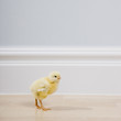 yellow chick