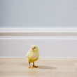 yellow chick