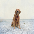 "USA, Utah, Salt Lake City, Golden Retreiver looking at camera"