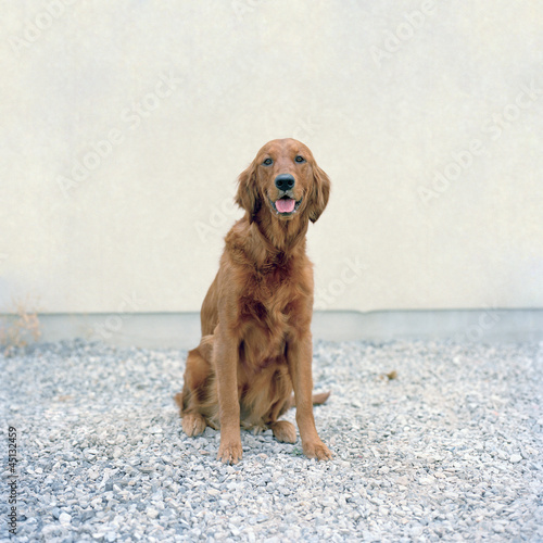 Photo: "USA, Utah, Salt Lake City, Golden Retreiver looking at camera" "USA, Utah, Salt Lake City, Golden Retreiver looking at camera"
