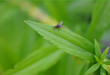 fly on a leaf