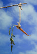 Carrot
