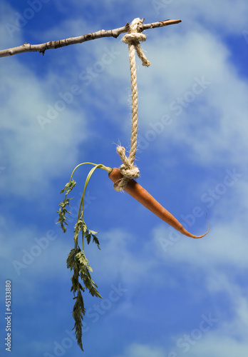 Photo: Carrot Carrot