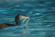 cormoran