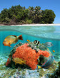 Under the sea & above the land