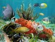 Underwater life of a coral reef