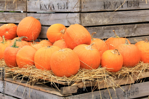 Photo: Pumpkins on Crates III Pumpkins on Crates III