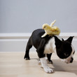dog and a chick