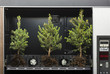 Photo: pine trees in a vending machine pine trees in a vending machine