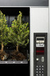 Photo: pine trees in a vending machine pine trees in a vending machine