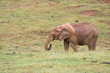 Foto: Elefante en libertad Elefante en libertad