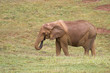 Foto: Elefante africano en su medio natural Elefante africano en su medio natural