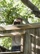 little boy looking through binoculars