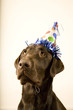 chocolate lab with a birthday party hat on his head