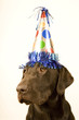 chocolate lab with a birthday party hat on his head