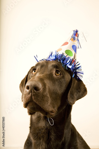 Photo: chocolate lab with a birthday party hat on his head chocolate lab with a birthday party hat on his head