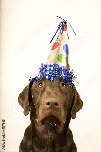 Photo: chocolate lab with a birthday party hat on his head chocolate lab with a birthday party hat on his head