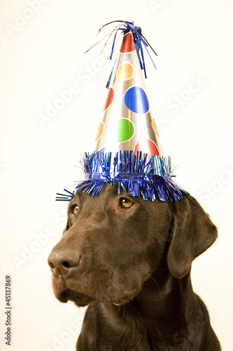 Photo: chocolate lab with a birthday party hat on his head chocolate lab with a birthday party hat on his head