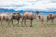 Bactrian camels
