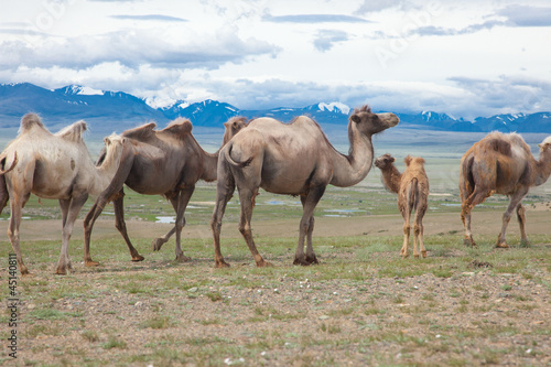 Photo: Bactrian camels Bactrian camels
