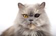 Grey Persian Cat