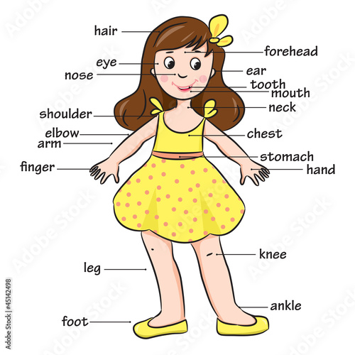 "Cartoon child. Vocabulary of body parts. Vector illustration." Stock
