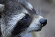 Photo: the raccoon the raccoon