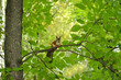 Squirrel sitting on the tree