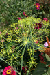 Foto: dill dill