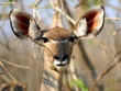 Female kudu