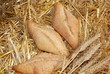 bread and wheat
