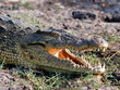 Nile Crocodile