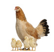 Hen with its chicks against white background