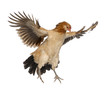 Hen flying against white background