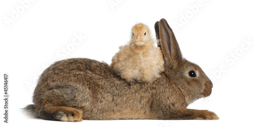 Photo: Chick lying on Rabbit against white background Chick lying on Rabbit against white background
