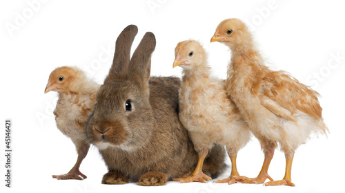 Photo: Chicks standing next to Rabbit against white background Chicks standing next to Rabbit against white background