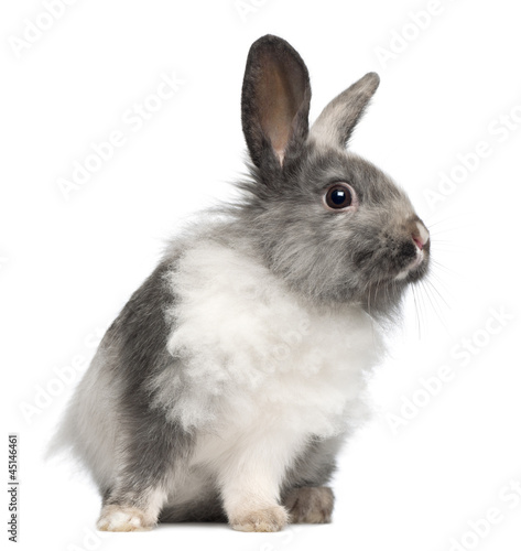 Photo: Rabbit sitting against white background Rabbit sitting against white background