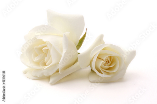 Photo: Rose Rose