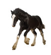 Shire horse foal galloping against white background