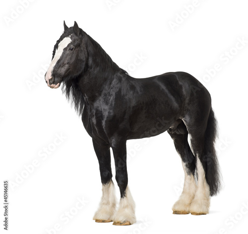 Photo: Shire Horse standing against white background Shire Horse standing against white background