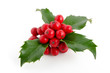 Ilex
