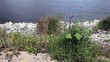 Ufer der Elbe
