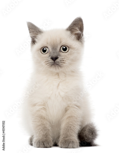 Photo: Portrait of British Shorthair Kitten sitting, 10 weeks old Portrait of British Shorthair Kitten sitting, 10 weeks old