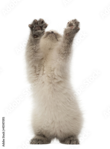 Photo: British Shorthair Kitten looking up and playing, 9 weeks old British Shorthair Kitten looking up and playing, 9 weeks old