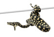 Jungle carpet python attacking, Morelia spilota cheynei
