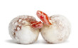 Corn Snake Hatching, Pantherop...