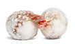 Corn Snake Hatching, Pantherop...