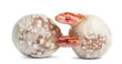 Corn Snake Hatching, Pantherop...