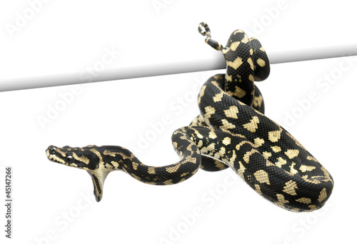 Photo: Jungle carpet python attacking, Morelia spilota cheynei Jungle carpet python attacking, Morelia spilota cheynei